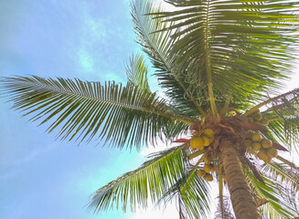 Fototapeta premium coconut palm tree against blue sky