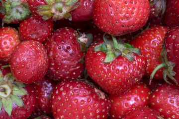 Vibrant red strawberries gathered fresh from the farm
