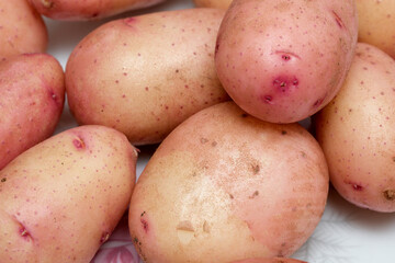 Freshly harvested red potatoes ready for cooking and baking today