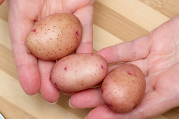 Freshly harvested potatoes held in hands, ready for cooking