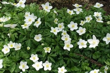 Fresh white flowers of Anemonoides sylvestris in mid May
