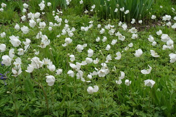 Lots of white flowers of Anemonoides sylvestris in May
