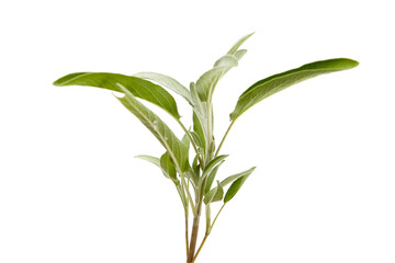 A vertical stem of fresh sage with lush green, velvety leaves. The leaves have soft textures and...