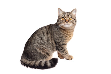 Brown tabby cat with golden eyes and striped tail sitting upright on a white background, facing...