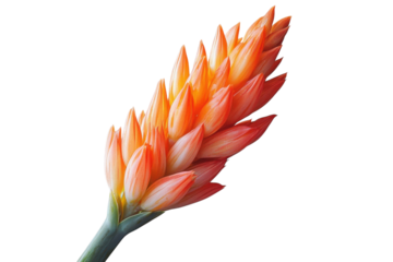 Vibrant Orange Aloe Blossom on Gray Tropical Plant Floral Detail Macro Photography Colorful Nature
