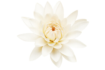 Pure white lily, floral element, transparent background.