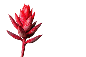 Striking Red Bloom Exotic Flower Portrait Vivid Crimson Petals Floral Beauty Botanical Still Life