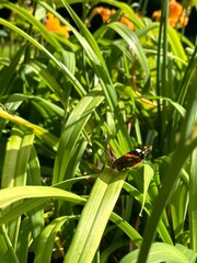 Butterfly in green leaves