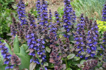 Many purple flowers of Ajuga reptans in mid May