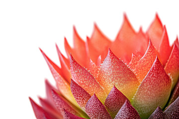Spiky Succulent Majesty A Symphony of Crimson Orange and Yellow Hues Nature s Vibrant Masterpiece