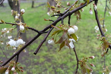 Branch of sweet cherry tree with wet flowers and buds in April