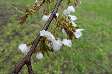 Shoot of sweet cherry tree with wet flowers an buds in April