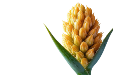 Unfurling beauty a delicate flower bud waits to bloom promising new life hope and natural elegance