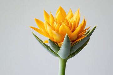 Radiant Yellow Flower Bloom Close Up Photography Floral Beauty Summer Blossom Nature Plant Art Bloom