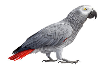 Naklejka premium Detailed illustration of an african grey parrot with bright red tail feathers isolated on transparent background