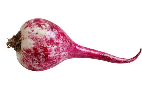 Crimson radish beauty on white Root vegetables Unique garden produce Organic farm fresh Harvest