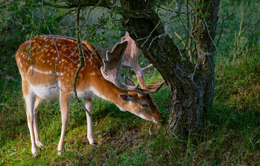 white tailed deer