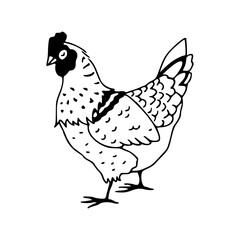 farm hen outline vector illustration