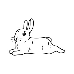 cute relaxed rabbit lying down