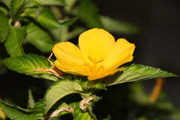 Wedding-themed image with romantic and decorative elements