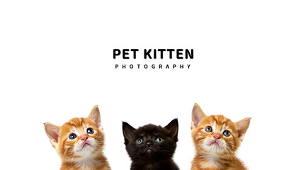 Three adorable ginger and black kittens looking up with curiosity isolated on a transparent background