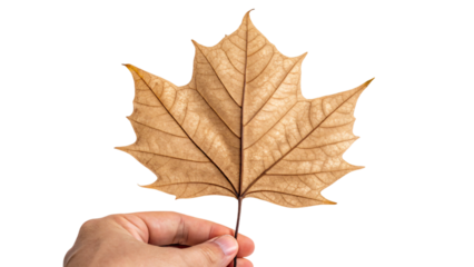 Hand holding an isolated dried autumn maple leaf isolated