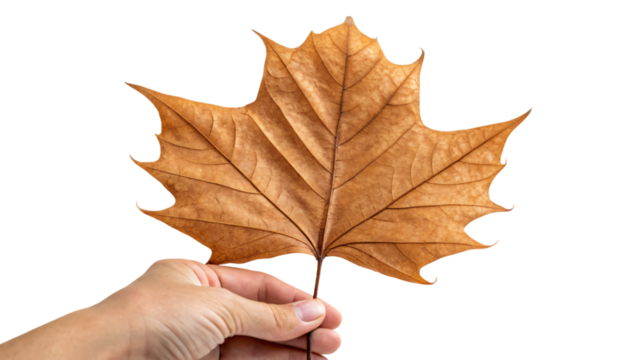 Hand holding an isolated dried autumn maple leaf isolated