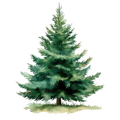 Fir Tree Illustration in Watercolor: Christmas Nature Element for Festive Designs, PNG