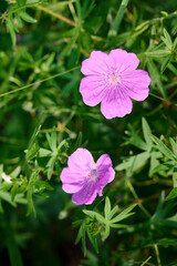 Bloody geranium, is a species of hardy flowering herbaceous perennial plant in the cranesbill family Geraniaceae.