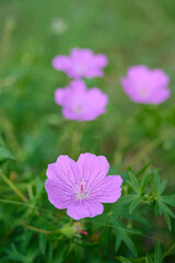 Bloody geranium, is a species of hardy flowering herbaceous perennial plant in the cranesbill family Geraniaceae.