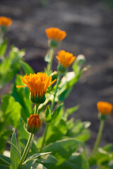 Bright orange calendula flowers (Calendula officinalis).