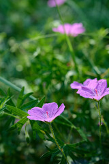 A flower of the geranium genus grows in the forest.