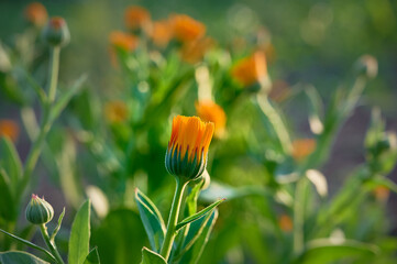 Orange marigold flowers (Calendula officinalis), medicinal plants grown in the garden.