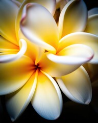 close-up of plumeria flowers