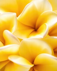 close-up of plumeria flowers