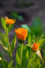 Orange marigold flowers (Calendula officinalis), medicinal plants grown in the garden.