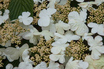 White flower bush. Japanese snowball (Viburnum plicatum), close up of the flower head