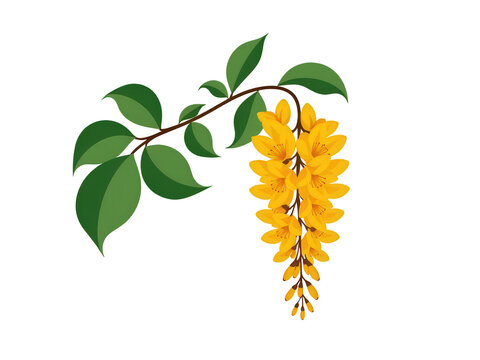 a simple flat 2d icon of the 'golden shower tree' flower (ratchaphruek), thailand's national flower, shown as a hanging cluster of yellow flowers, minimalist design, solid yellow and green colors