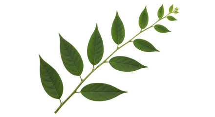 Isolated Green Leaf Branch