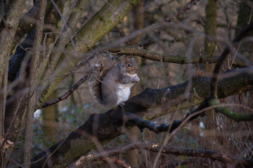 Eastern Gray Squirrel on Tree Branch – Wildlife Close-Up