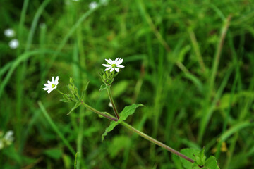 Water chickweed (Stellaria aquatica, Myosoton aquaticum), flower