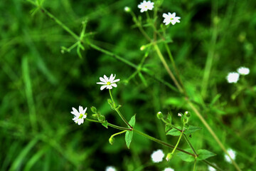 Water chickweed (Stellaria aquatica, Myosoton aquaticum), flower