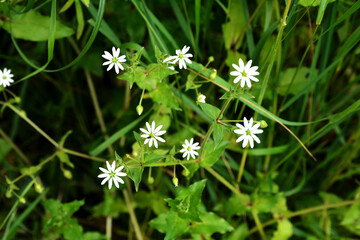 Water chickweed (Stellaria aquatica, Myosoton aquaticum), flower