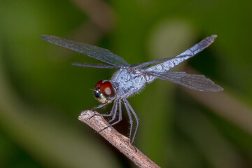 Blue Dragonfly Resting on Twig - Palemouth (Brachydiplax denticauda) 
