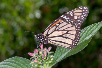 Wild Monarch Butterfly (Danaus plexippus) Feeding on Flower