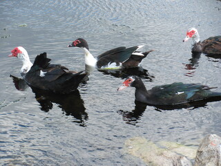 Wedding-themed image with romantic and decorative elements