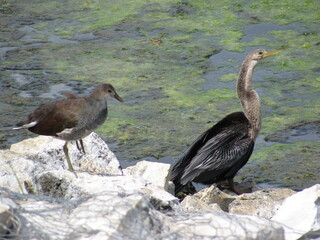 Birds sitting on rocks near water