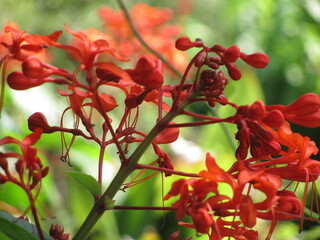 Red plant
