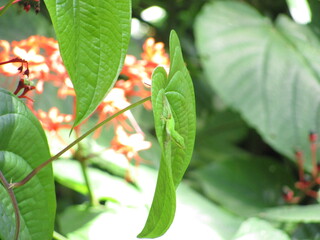 Lizard on a large green leaf