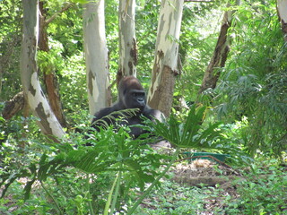 Gorilla sitting in foliage